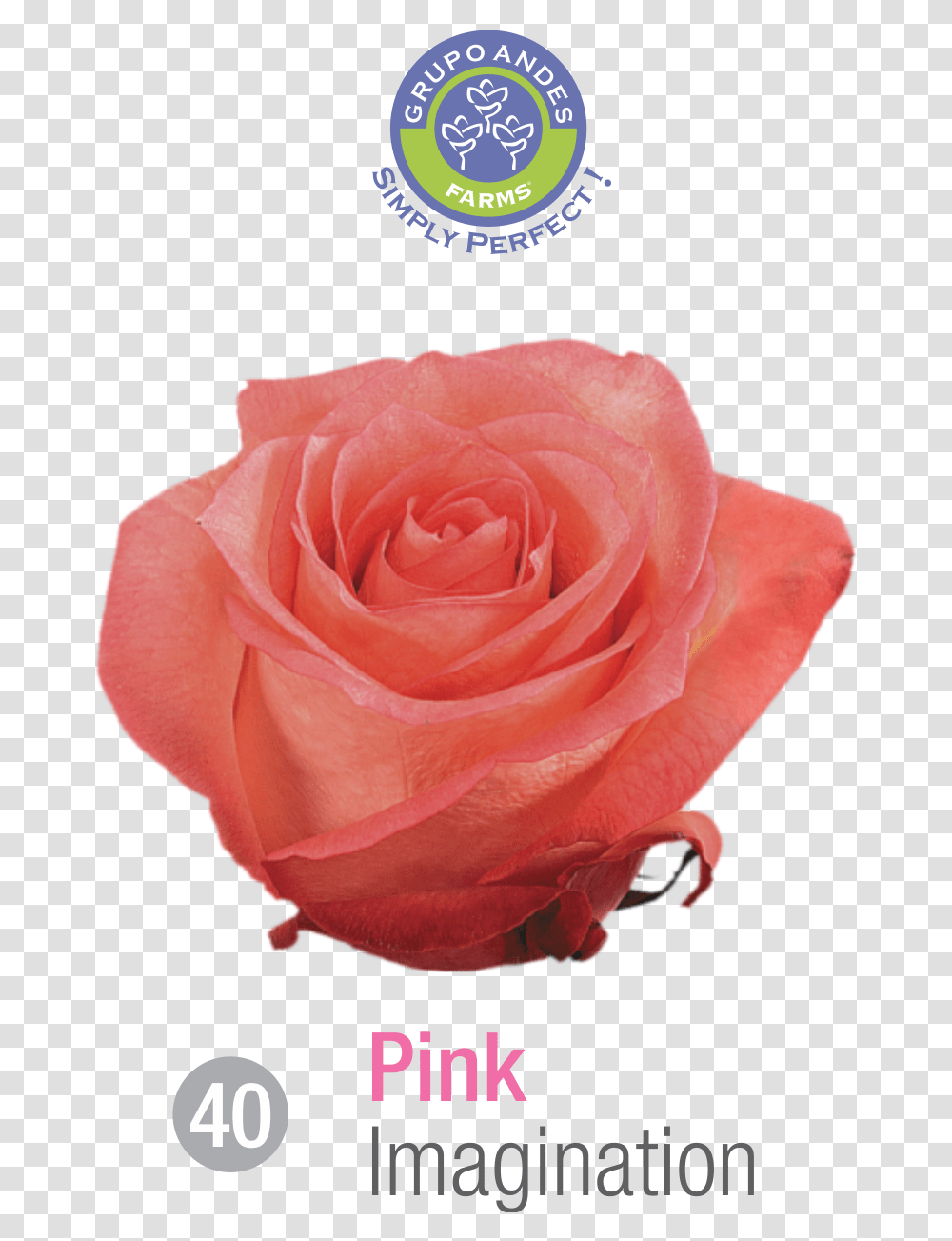 Rosa Variedad Imagination, Rose, Flower, Plant, Blossom Transparent Png