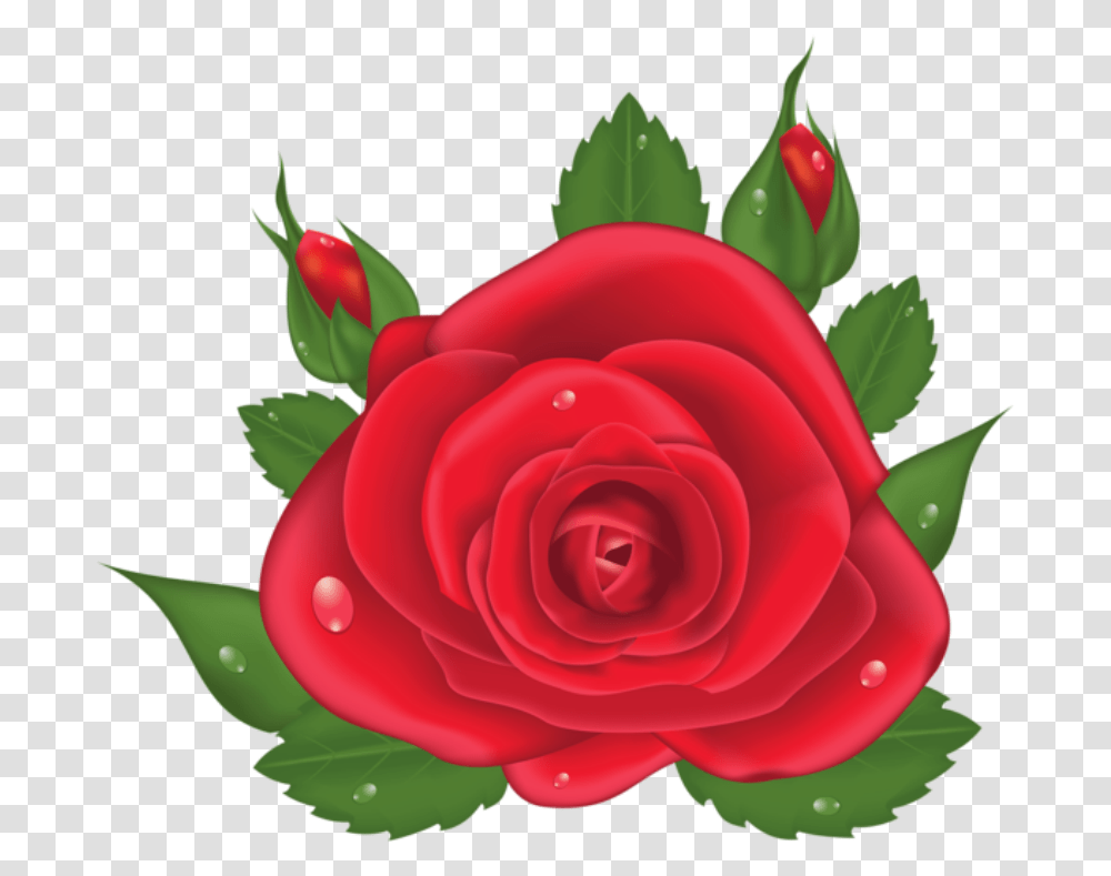 Rosa Vermelha 6 Rosa Vermelha Desenho, Rose, Flower, Plant, Blossom Transparent Png