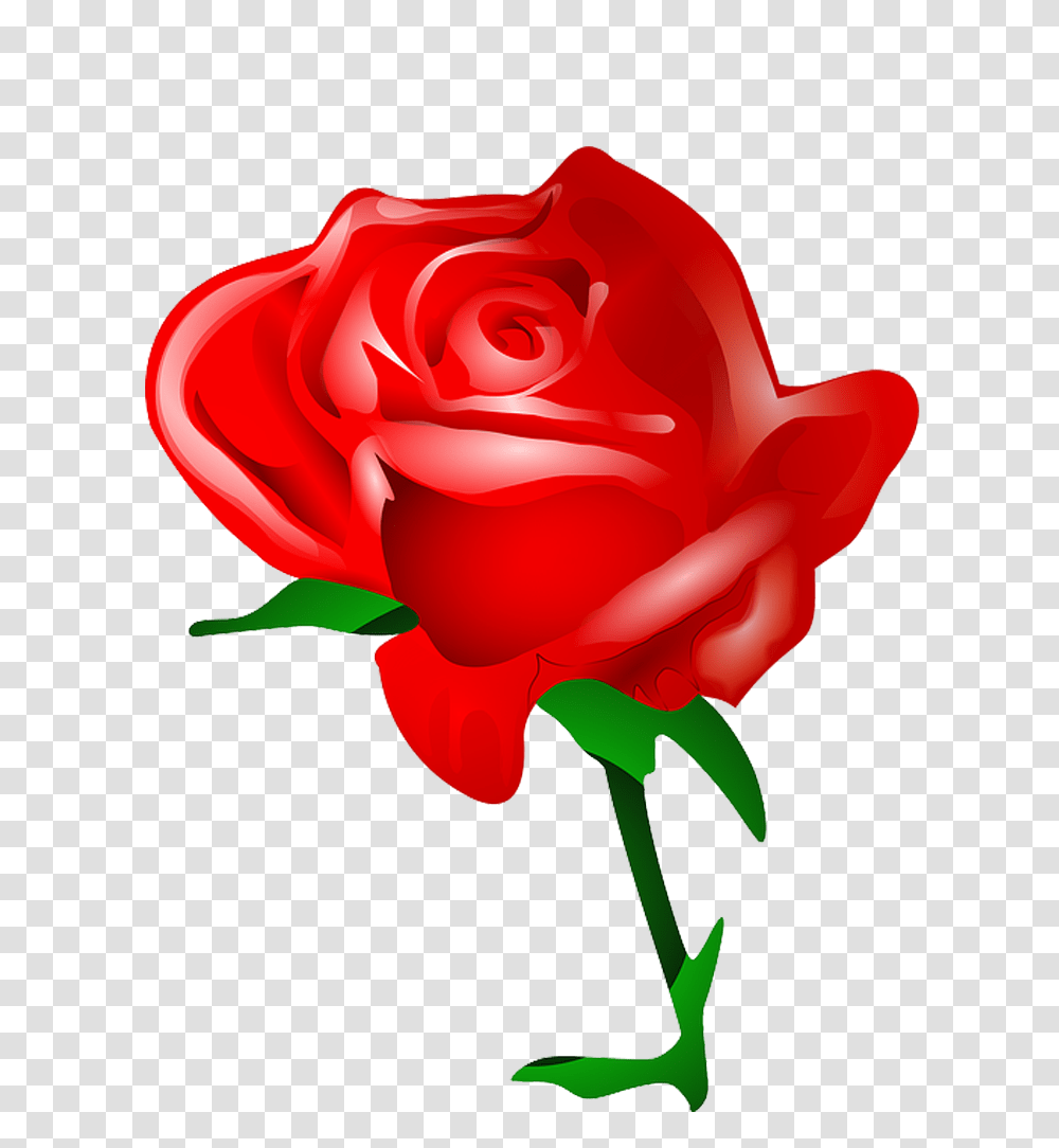 Rosa Vermelha Em Quero Imagem, Rose, Flower, Plant, Blossom Transparent Png