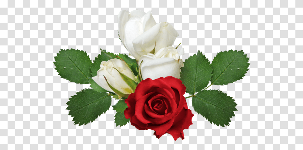 Rosa Vermelha Rose Red And White Flowers, Plant, Blossom, Flower Bouquet, Flower Arrangement Transparent Png