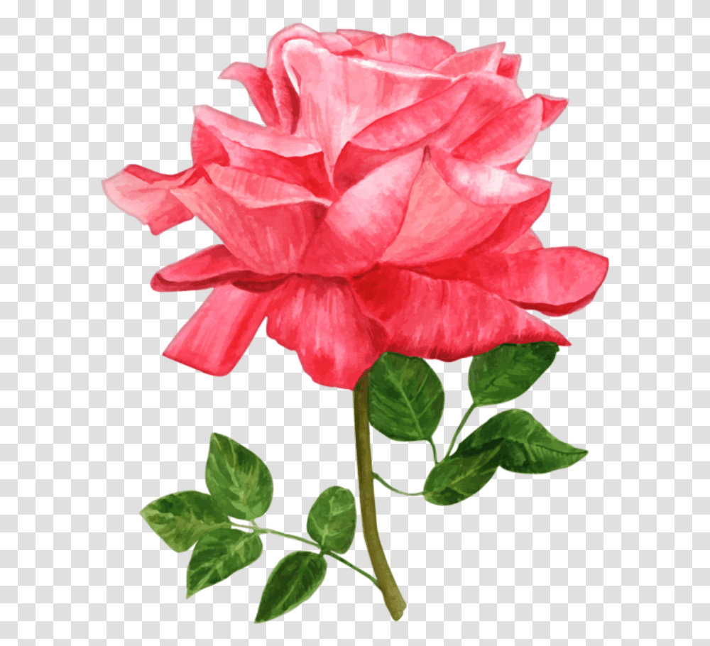 Rosa Vermelha Rose Water Color, Plant, Flower, Blossom, Petal Transparent Png