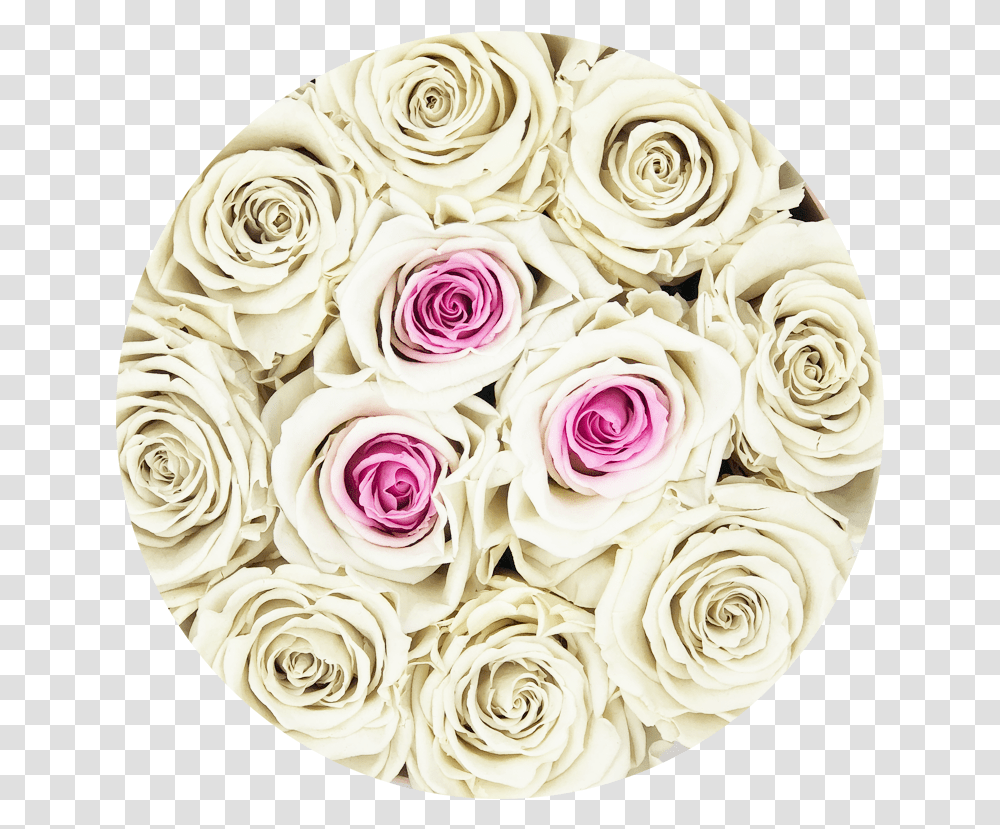 Rosas Blancas Download, Plant, Rose, Flower, Blossom Transparent Png