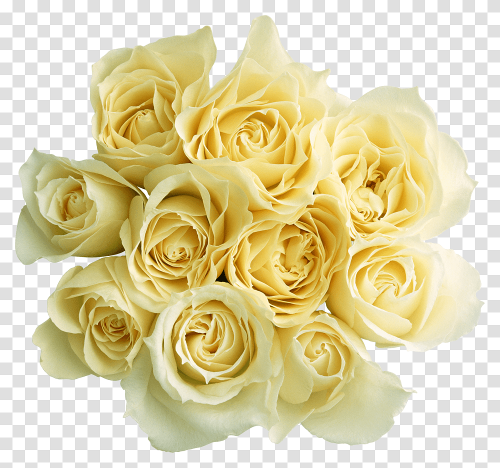 Rosas Blancas Obrazki Miego Wieczoru, Plant, Rose, Flower, Blossom Transparent Png