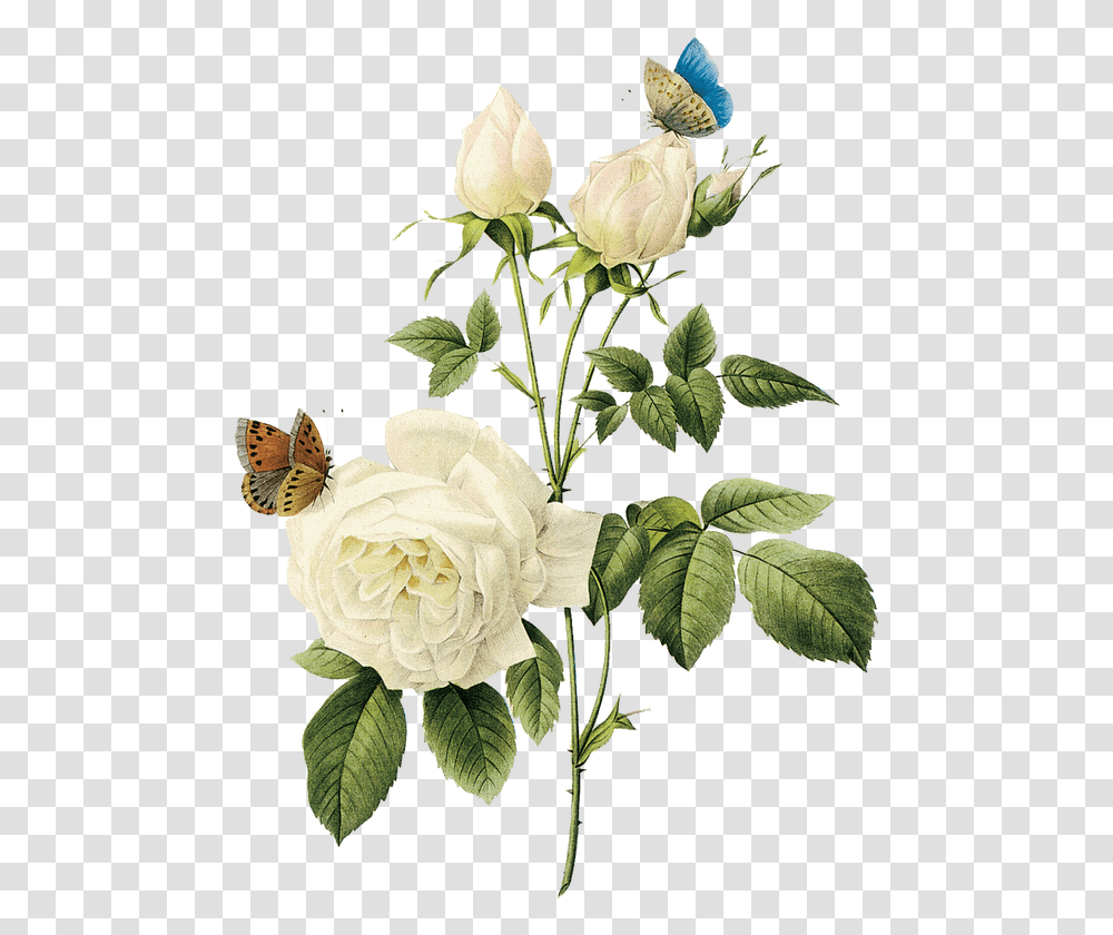 Rosas Blancas, Plant, Rose, Flower, Peony Transparent Png