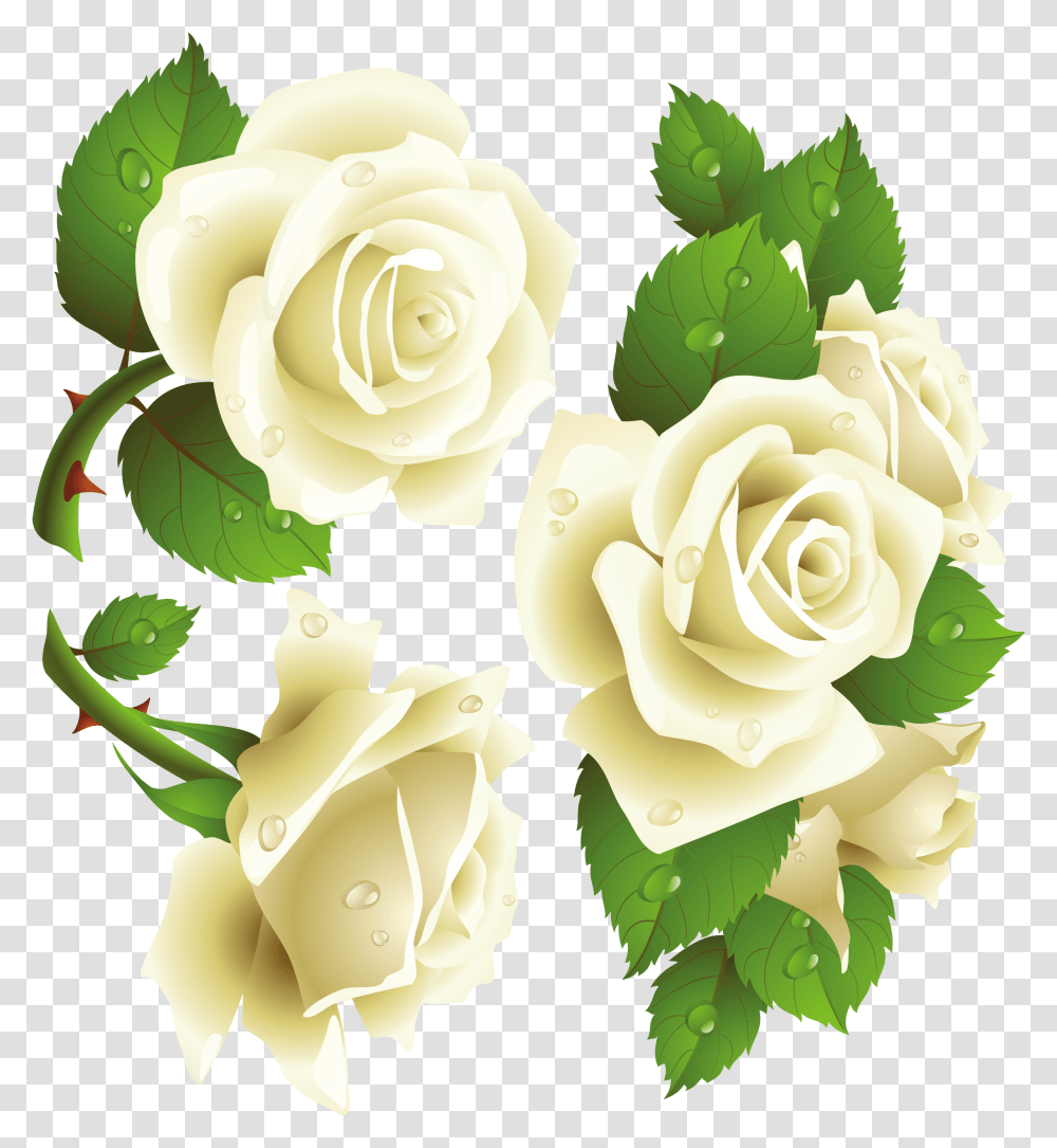 Rosas Blancas, Rose, Flower, Plant, Blossom Transparent Png