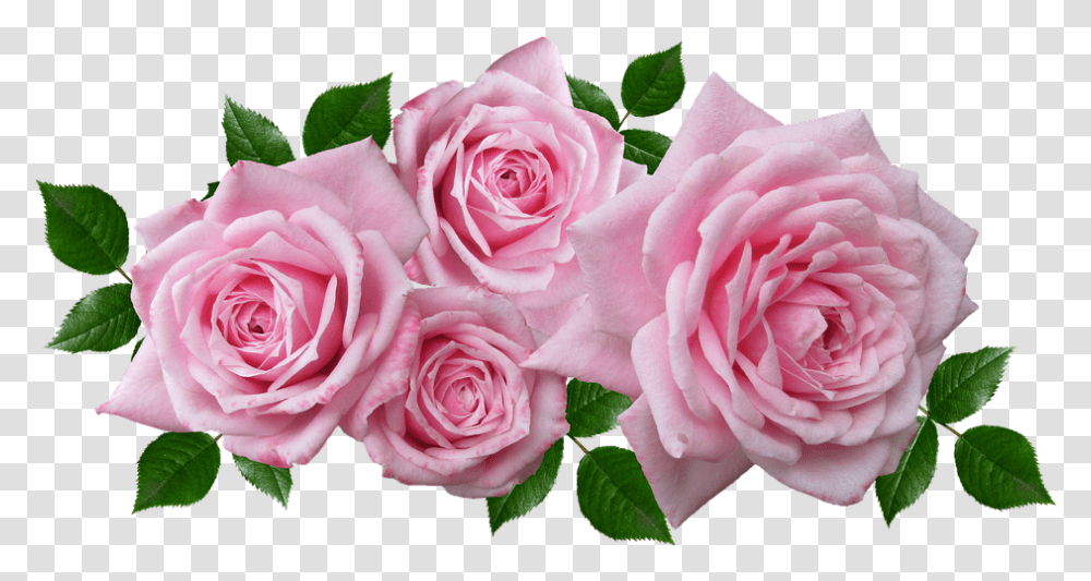 Rosas Florales Acuerdo Romntico Jardn Pink Flower Arrangement, Rose, Plant, Blossom, Petal Transparent Png