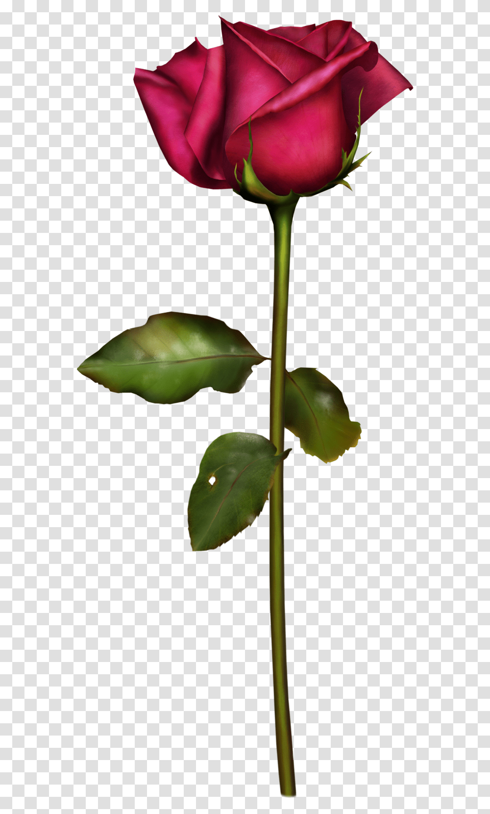 Rosas, Leaf, Plant, Flower, Blossom Transparent Png