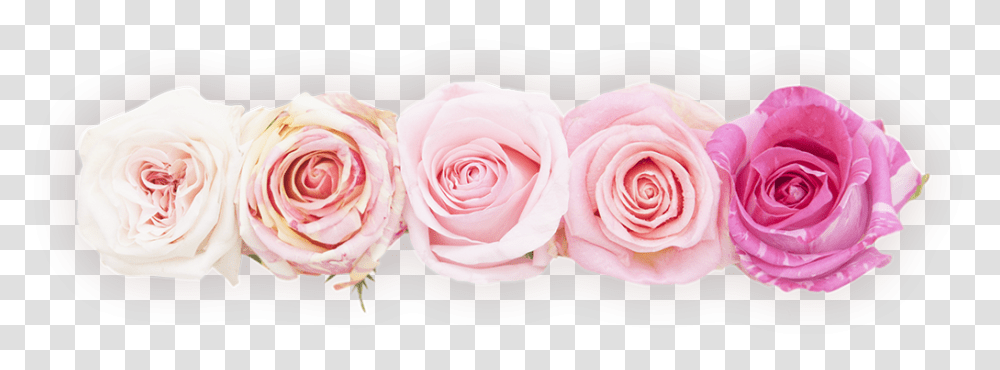 Rosas Linea De Flores, Rose, Flower, Plant, Blossom Transparent Png