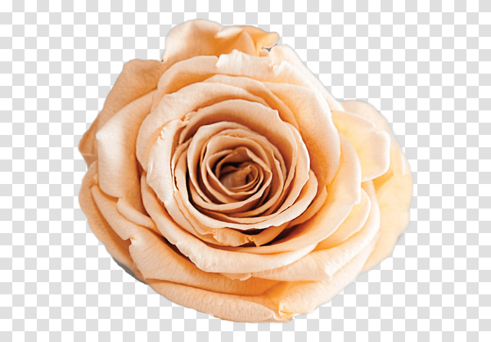Rosas Preservadas Y Naturales The Prestige Roses, Flower, Plant, Blossom, Petal Transparent Png