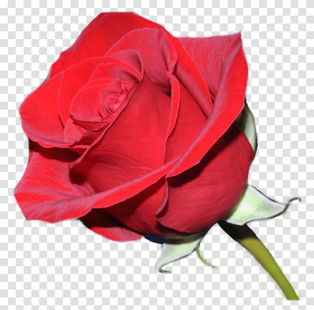 Rosas Rojas Amharic Love, Rose, Flower, Plant, Blossom Transparent Png