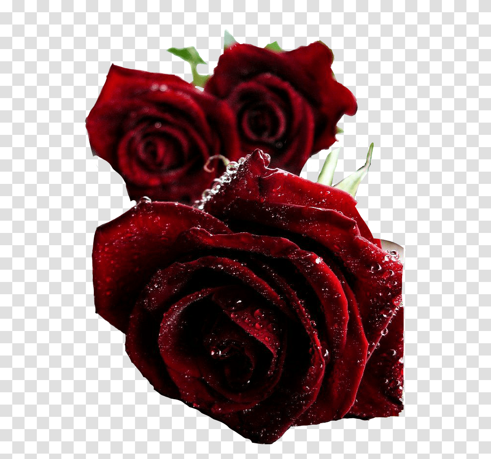 Rosas Rojas Flores Stickers Beautiful Dark Red Roses, Plant, Flower, Blossom, Flower Arrangement Transparent Png