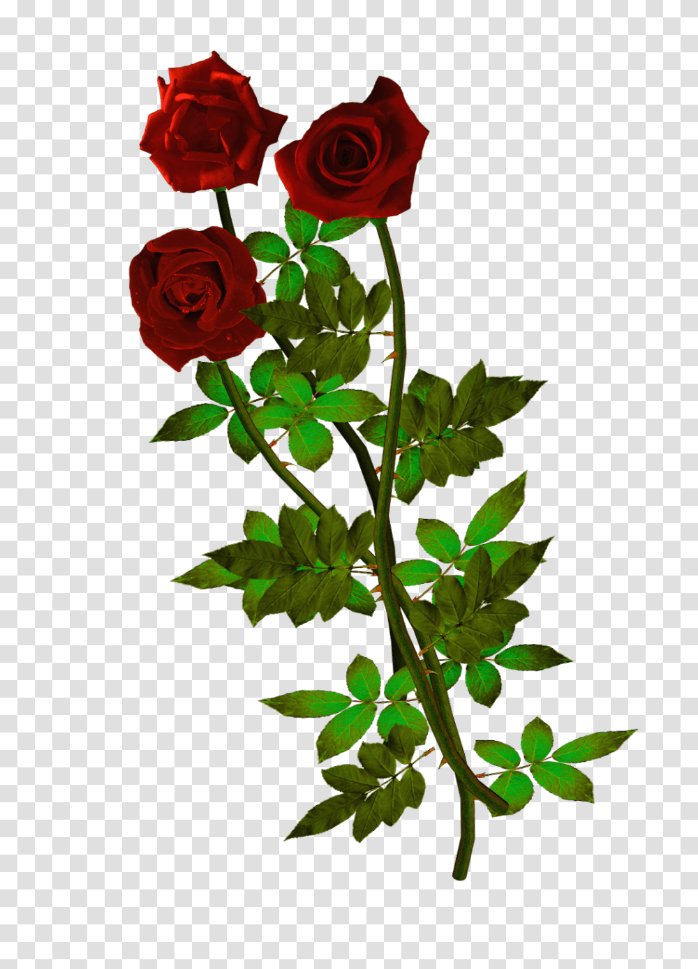 Rosas Rojas Fondos De Pantalla Y Mucho, Plant, Rose, Flower, Blossom Transparent Png
