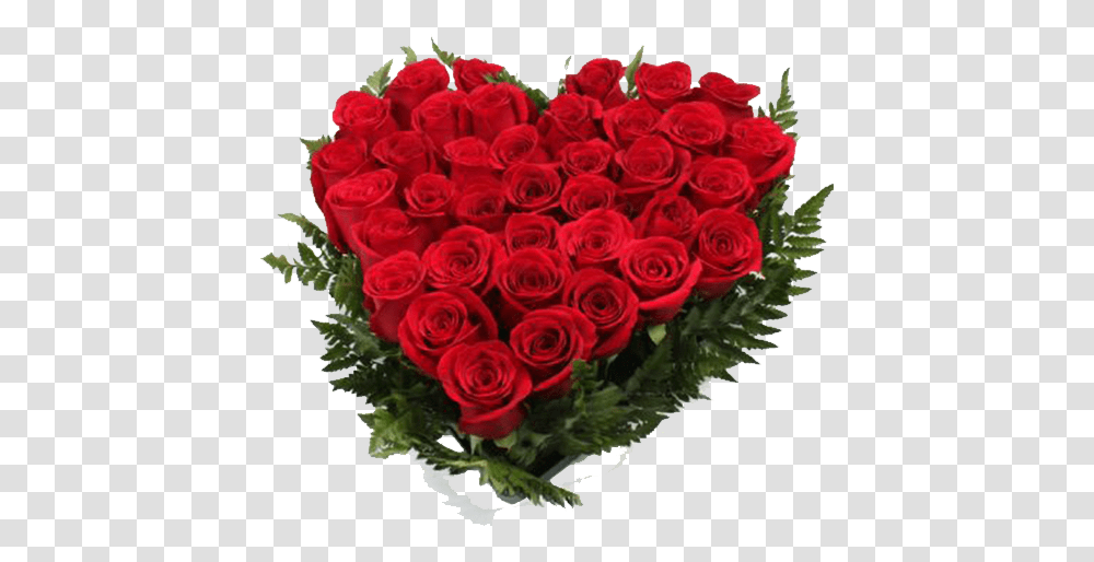 Rosas Rojas Love Morning Wishes Good Morning Image In Hd, Rose, Flower, Plant, Blossom Transparent Png