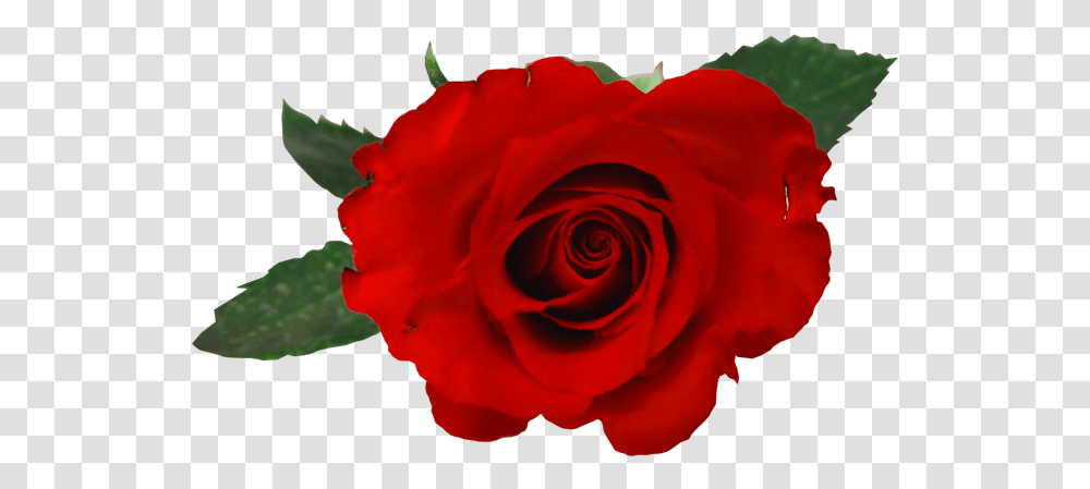 Rosas Rojas Para Photoshop Rosas Rojas Para Pegar, Rose, Flower, Plant, Blossom Transparent Png