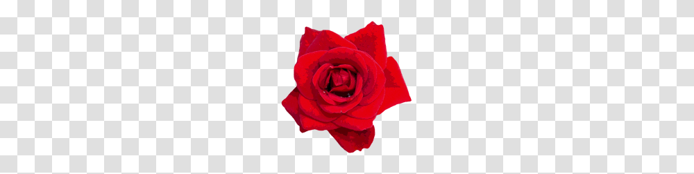 Rosas Rojas Por Spreadshirt, Plant, Rose, Flower, Blossom Transparent Png