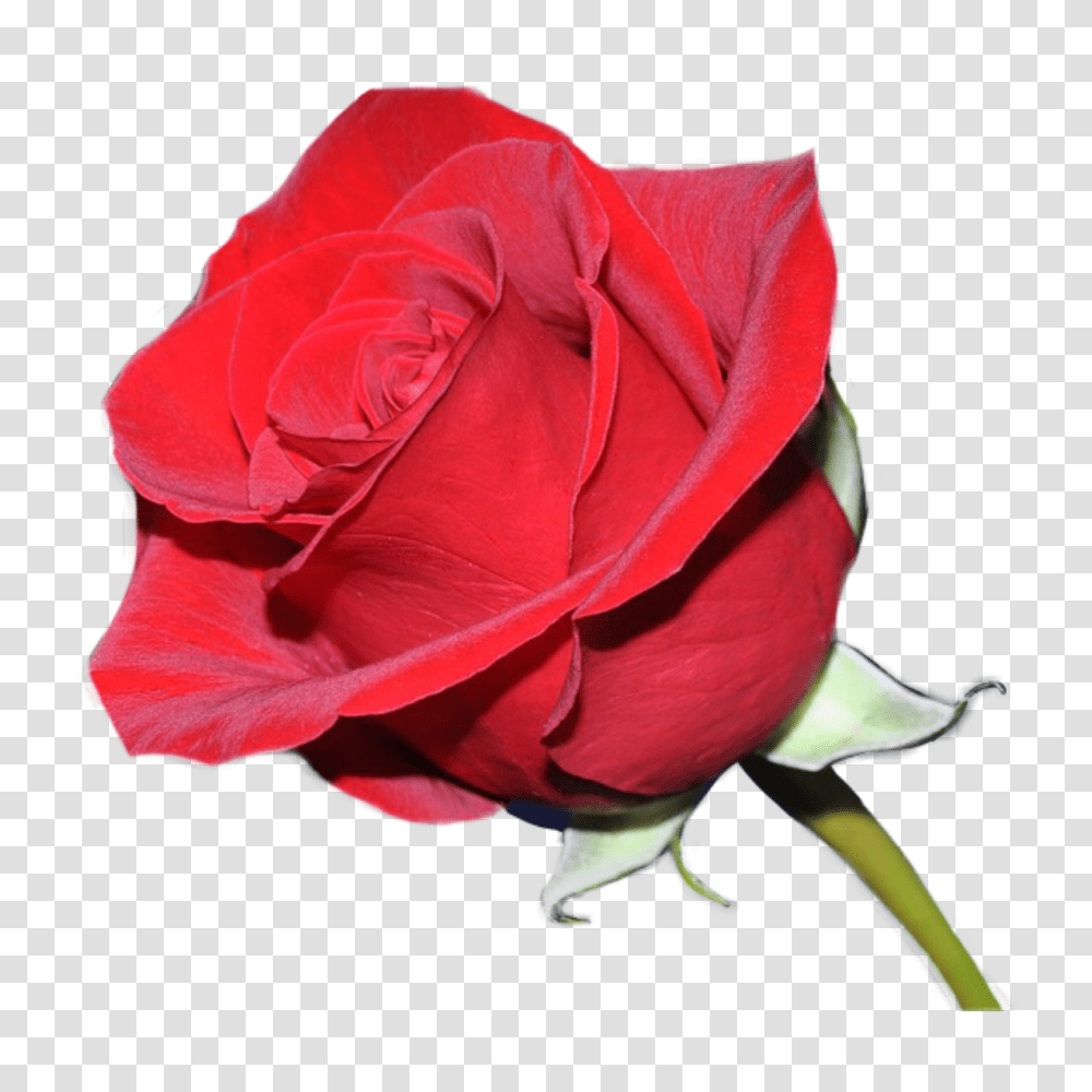 Rosas Rojas, Rose, Flower, Plant, Blossom Transparent Png
