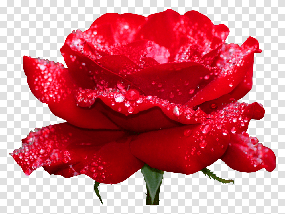 Rosas Rojas Top Most Beautiful Flowers In The World, Rose, Plant, Blossom, Petal Transparent Png