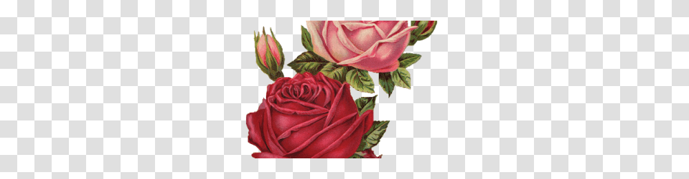 Rosas Rojas Vector Image, Rose, Flower, Plant, Blossom Transparent Png