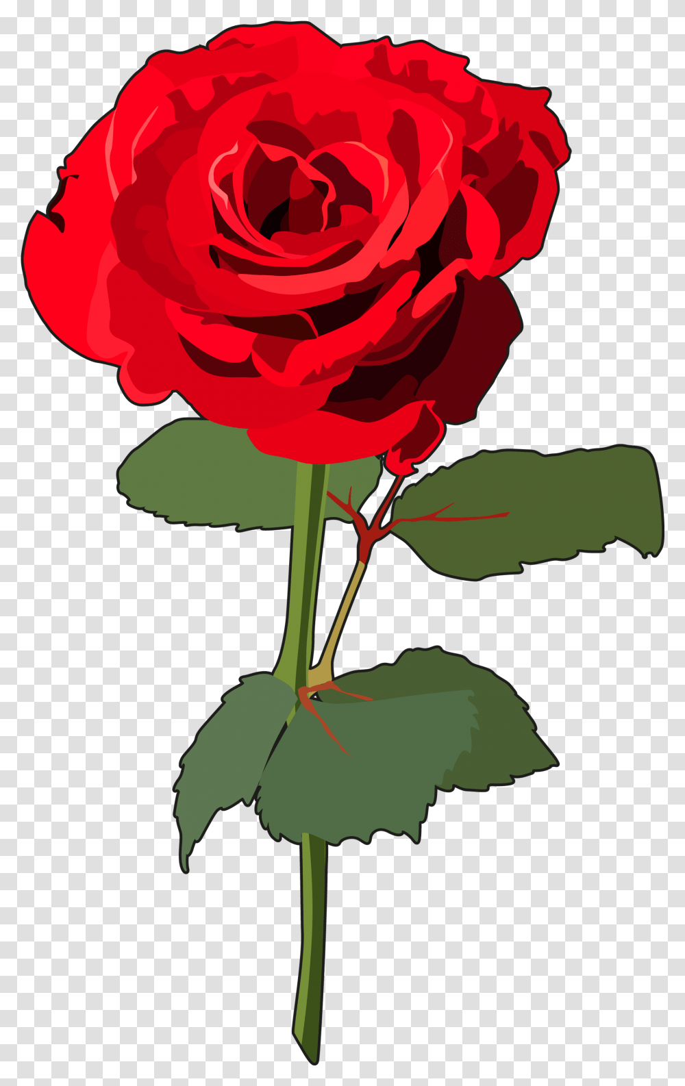 Rosas Rosa Con Tallo, Plant, Rose, Flower, Blossom Transparent Png