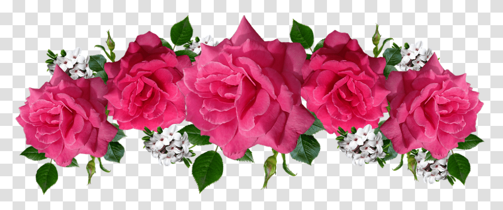 Rosas Rosa Flores Daphne Acuerdo Jardn Rosas Pink, Plant, Rose, Flower, Blossom Transparent Png
