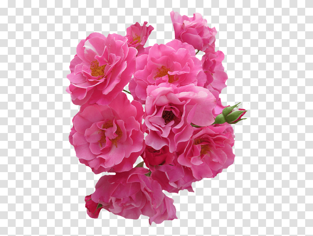 Rosas Rosa Flores Rosas De Jardn La Naturaleza Real Pink Flowers, Plant, Blossom, Geranium, Carnation Transparent Png