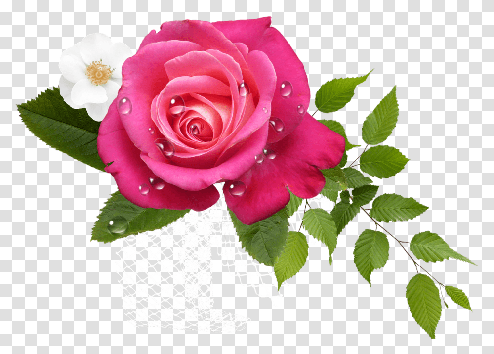 Rosas Rosa Some People Only Love You As Much, Rose, Flower, Plant, Blossom Transparent Png