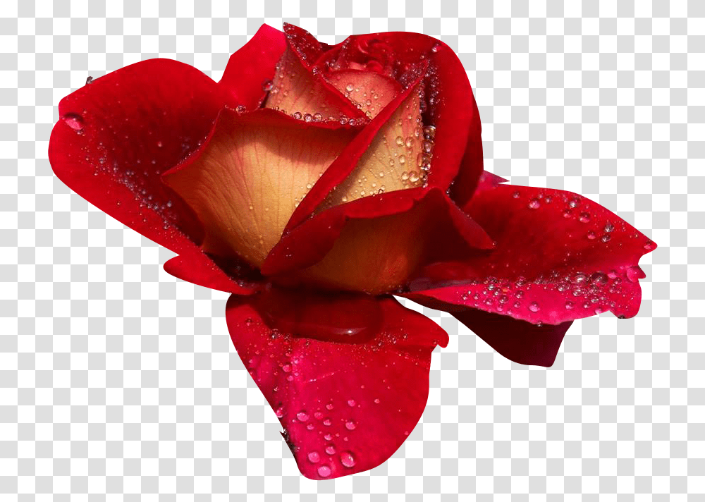 Rosas Rosas De Amor, Rose, Flower, Plant, Blossom Transparent Png