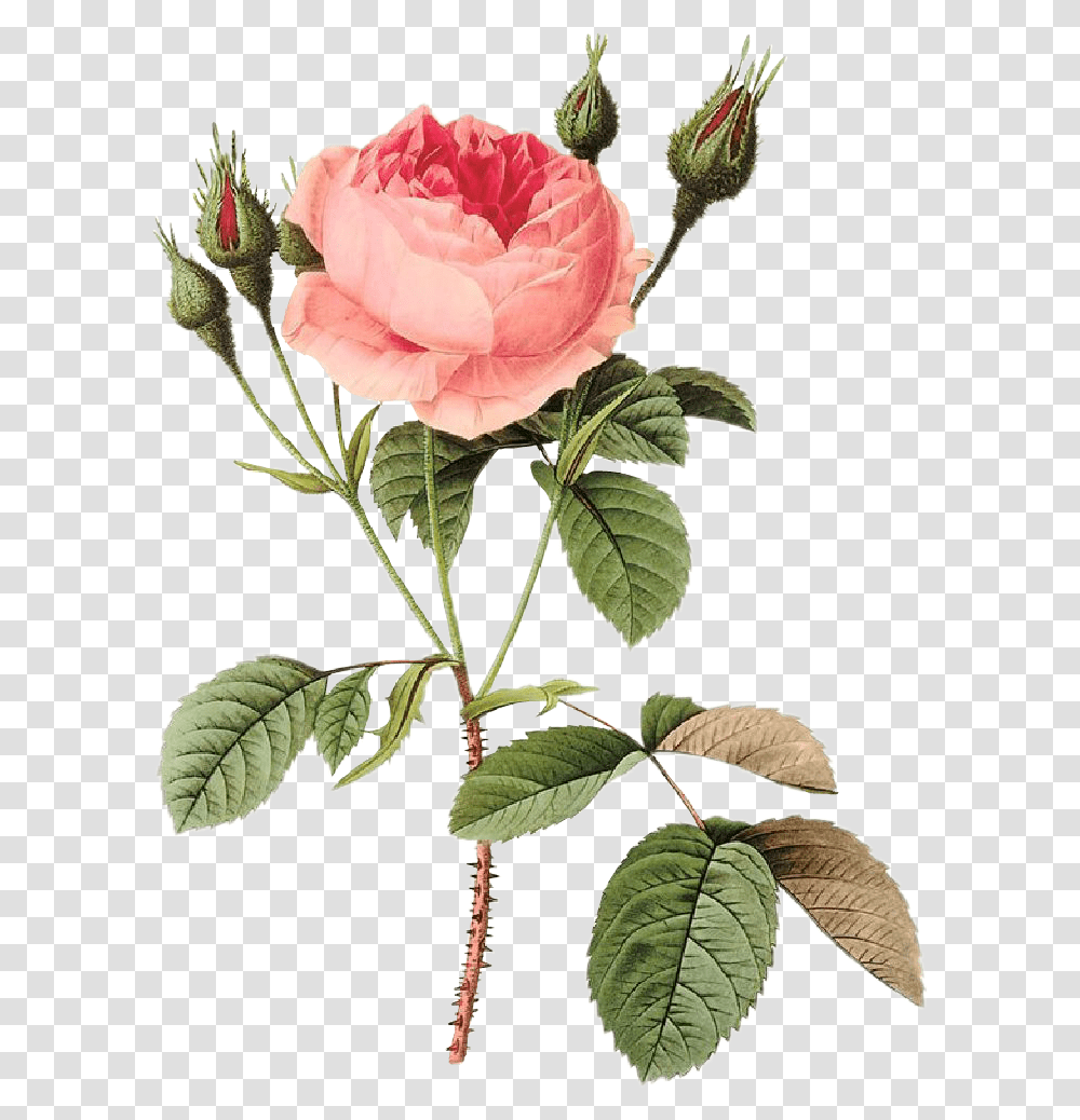 Rosas Roses Drawing Draw Dibujo Tumblr Aesthetic Pierre Joseph Redoute Rose, Plant, Flower, Blossom, Petal Transparent Png