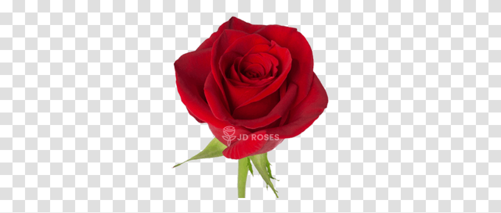 Rosas Sant Jordi Venta Al Por Mayor Y Menor Jd Roses Lovely, Flower, Plant, Blossom, Petal Transparent Png