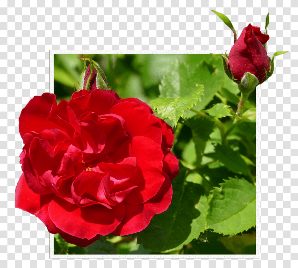 Rosas Vermelhas Broto Moldura Hybrid Tea Rose, Flower, Plant, Blossom, Geranium Transparent Png