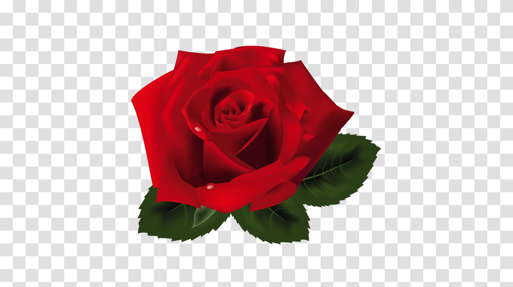 Rosas Vermelhas Image, Rose, Flower, Plant, Blossom Transparent Png