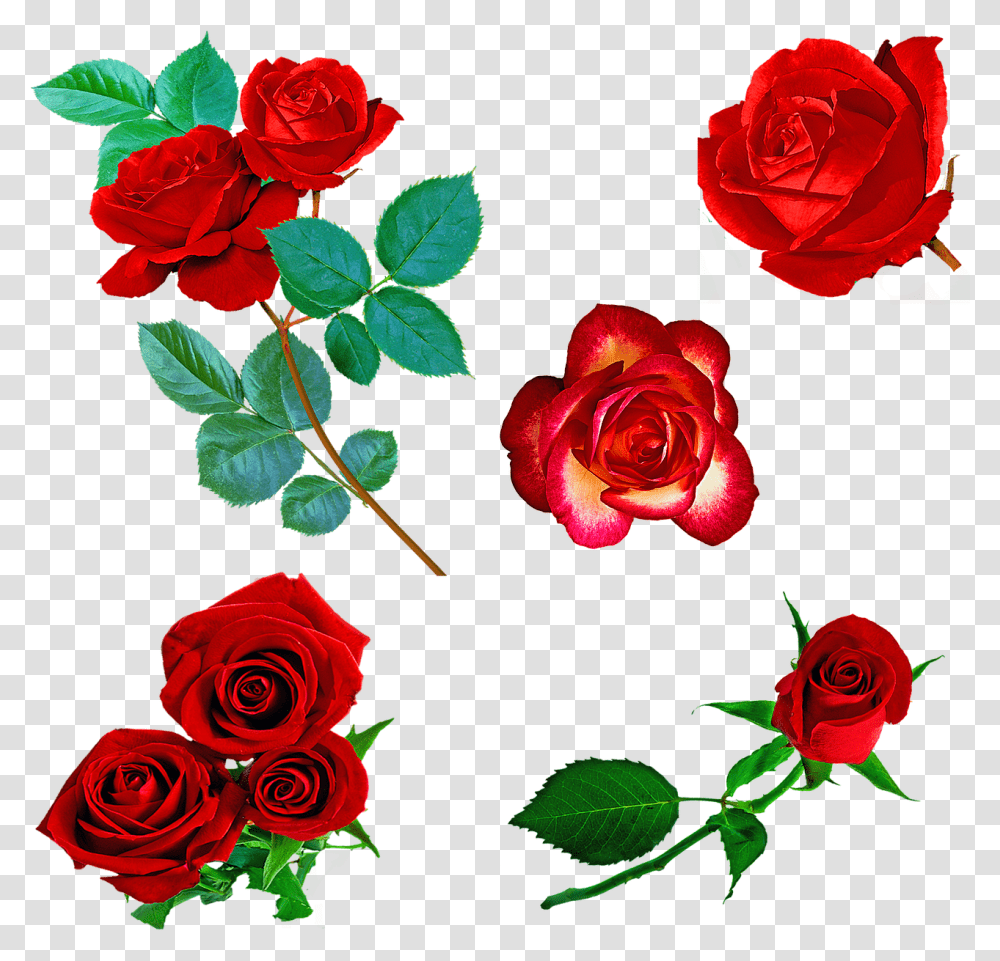 Rosas Vermelhas Rosas Red Flor De Espinhos Flor Imagens De Rosas Vermelhas Em, Rose, Flower, Plant, Blossom Transparent Png