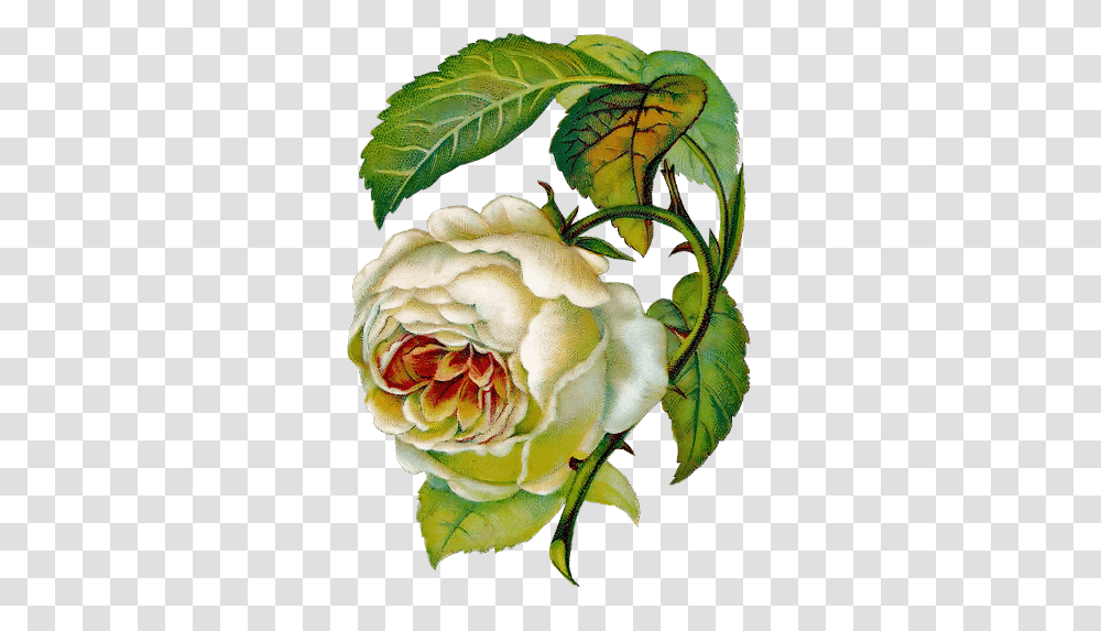 Rosas Vintage Para Scrap Rose, Plant, Flower, Peony, Leaf Transparent Png