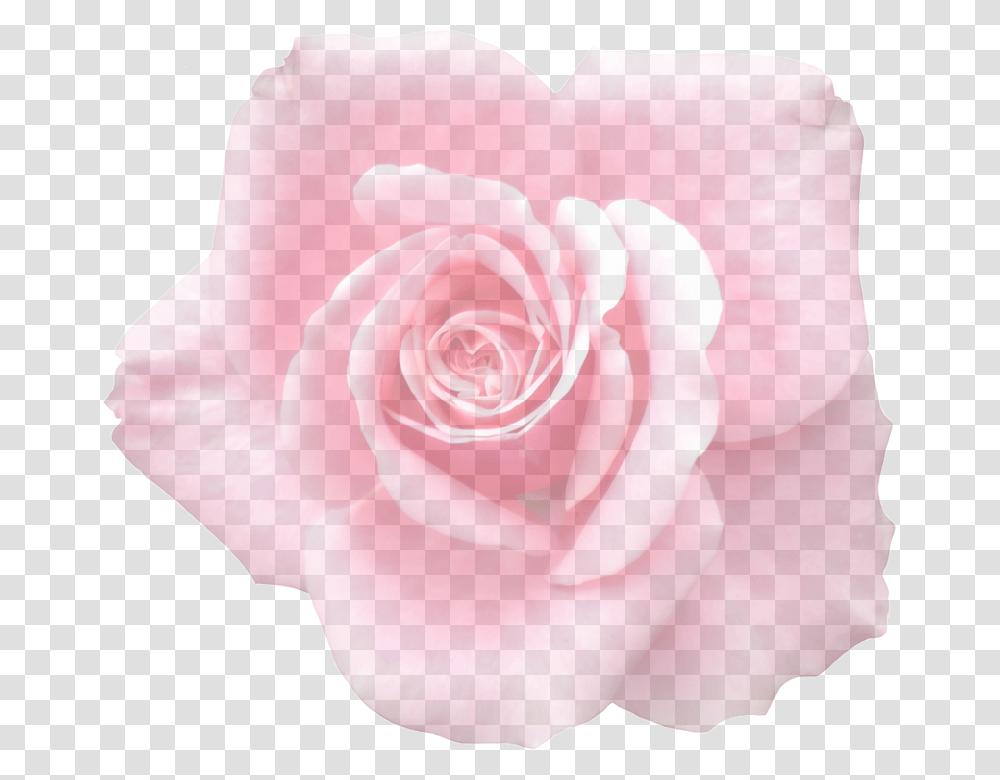 Rose 960, Flower, Plant, Blossom, Petal Transparent Png