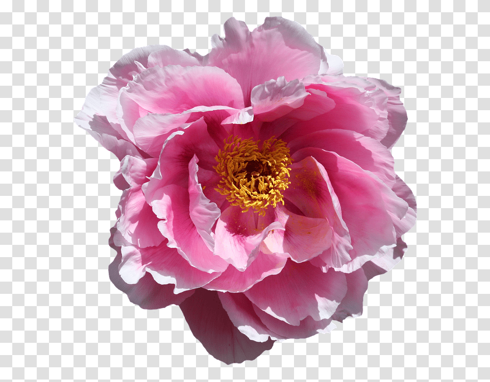 Rose 960, Flower, Peony, Plant, Blossom Transparent Png