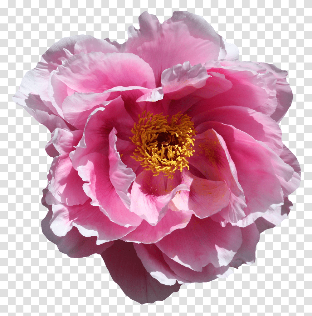 Rose Nature, Peony, Flower, Plant Transparent Png