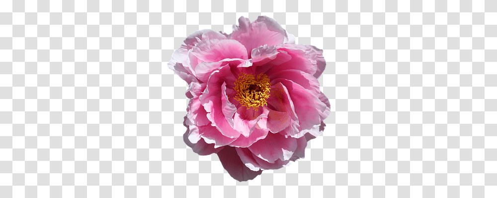 Rose Nature, Peony, Flower, Plant Transparent Png