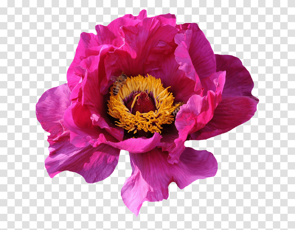 Rose 960, Flower, Plant, Peony, Blossom Transparent Png