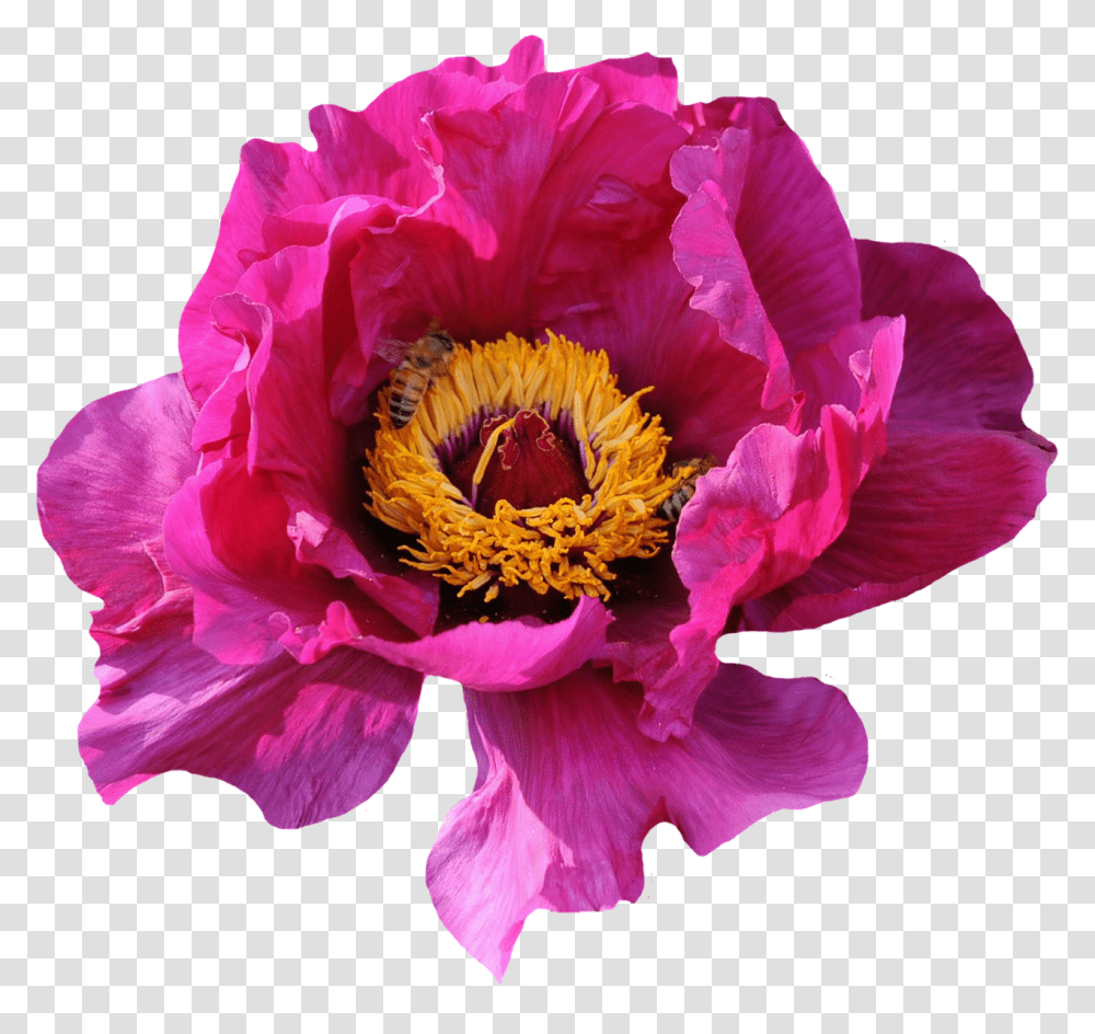 Rose Nature, Plant, Peony, Flower Transparent Png