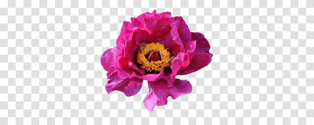Rose Nature, Plant, Peony, Flower Transparent Png