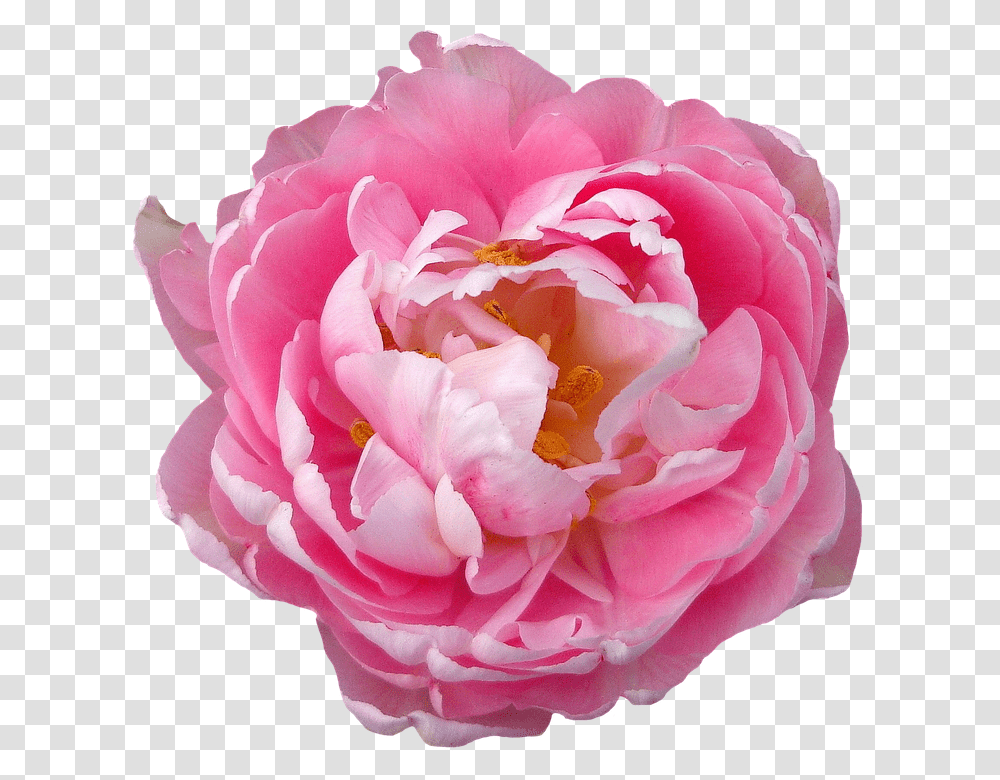 Rose 960, Flower, Plant, Blossom, Peony Transparent Png