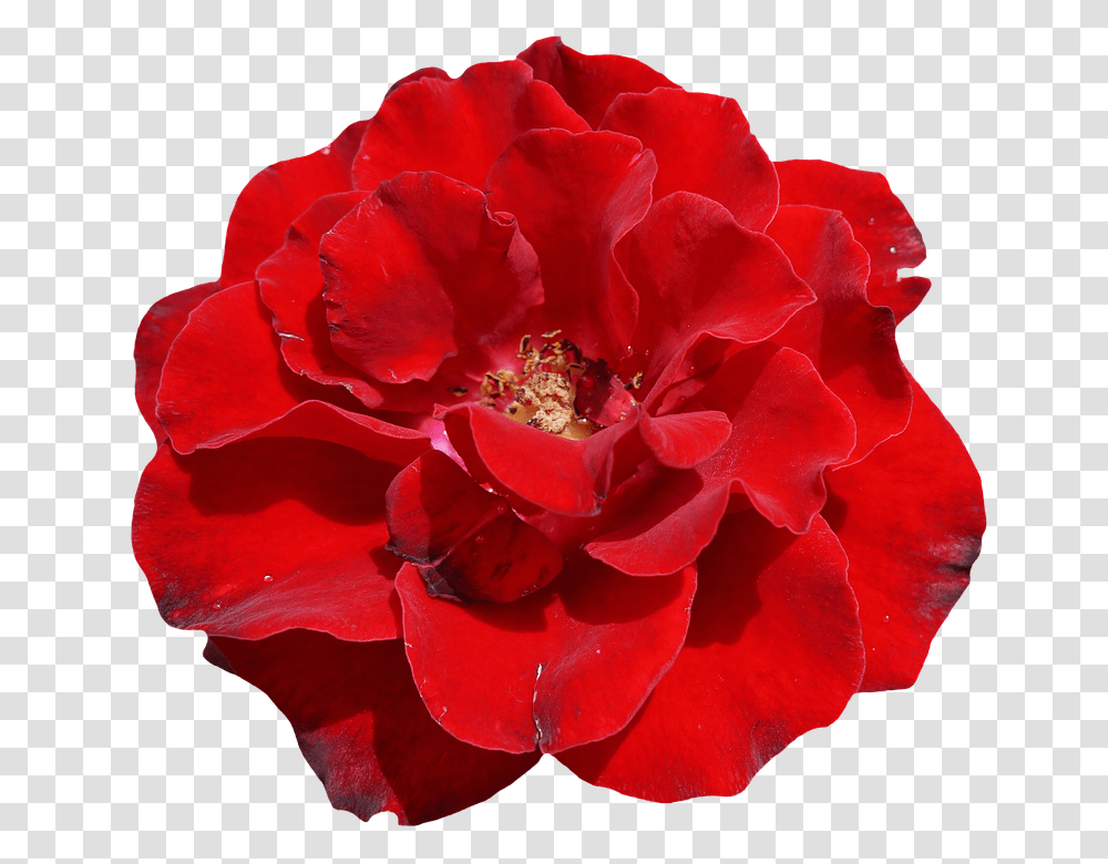 Rose 960, Flower, Geranium, Plant, Blossom Transparent Png