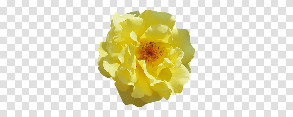 Rose Nature, Flower, Plant, Petal Transparent Png