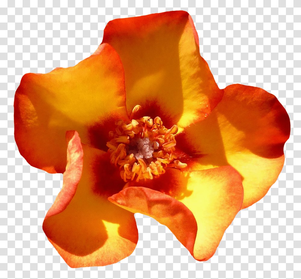 Rose Nature, Pollen, Plant, Petal Transparent Png