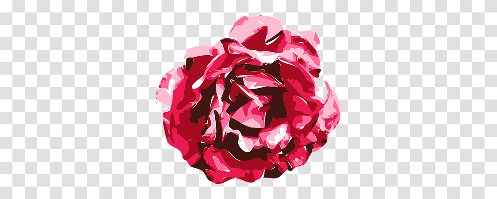 Rose Plant, Flower, Blossom, Peony Transparent Png