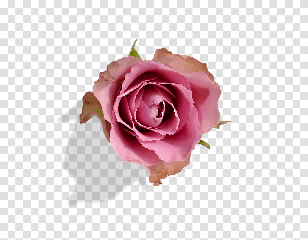 Rose 960, Flower, Plant, Blossom, Petal Transparent Png