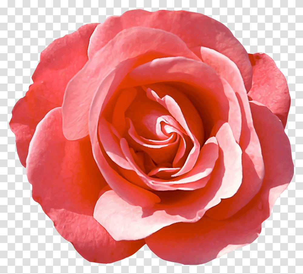 Rose 16 Clip Arts Isolated Rose, Flower, Plant, Blossom, Petal Transparent Png