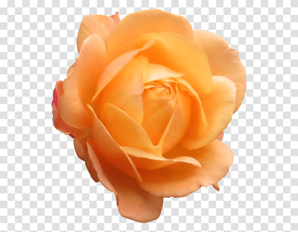 Rose 960, Flower, Plant, Blossom, Petal Transparent Png