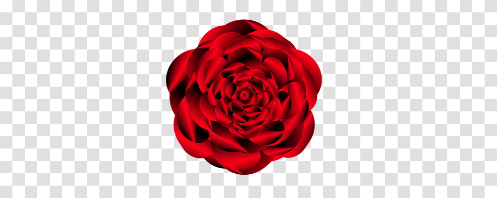 Rose Nature, Dahlia, Flower, Plant Transparent Png