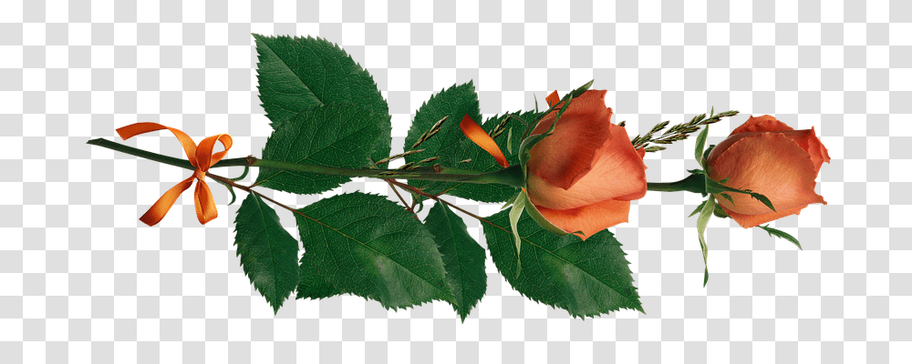 Rose Emotion, Leaf, Plant, Flower Transparent Png